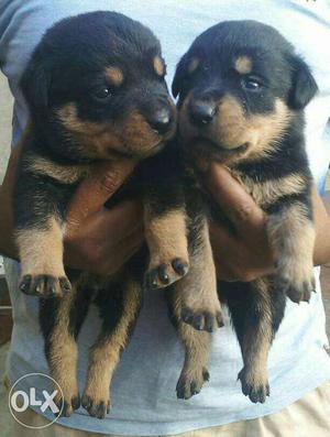 O6 Rottweiler pure breed pets male and female pup