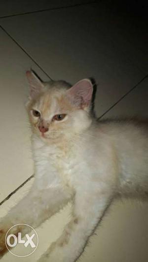 Orange And White Kitten