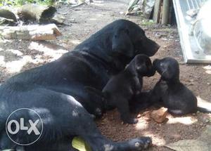 Original quality black labrador puppies