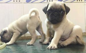 Origional image pug female puppy avilable for