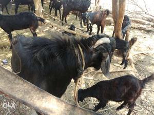 Osmanabadi goat male,female and kid total 20