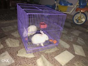 Pair of white rabbits along with new cage