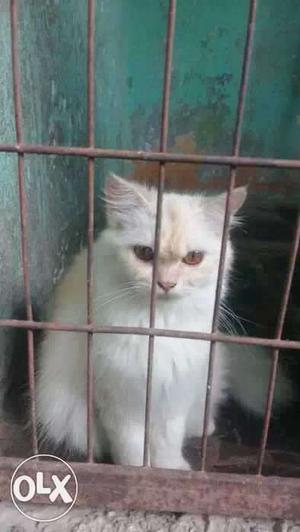 Persian cat female available for sale. age 12