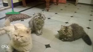 Persian kittens for sale.. one is black n brown