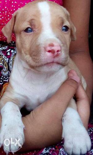 Pitbull female one month old best in colour full