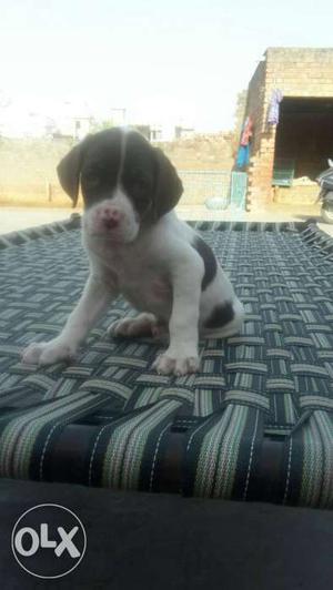 Pointer top quality puppy