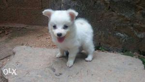 Pomerarian pappys female two months old