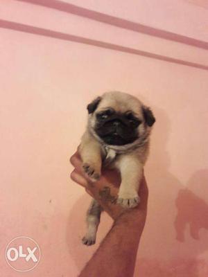 Pug Female  Charming looks all top toybreed