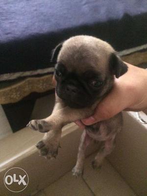 Pug male for sale 1month age fix price