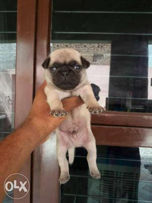 Pug puppies avilable for show home