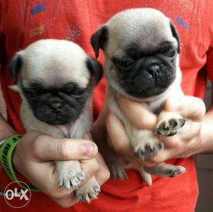 Pug puppies show quality breeds available top