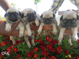 Pug puppies very active and healthy.