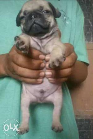Pug puppy 35 days old male female interested