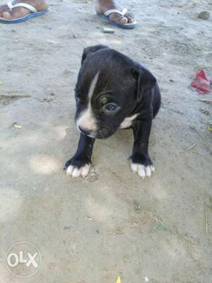 Puppy Black And White Staffordshire Bull Terrier