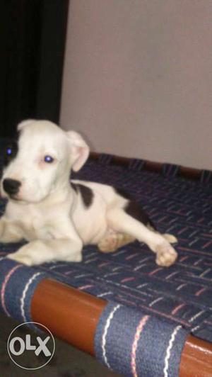 Pure American pitbull for sale 50 days old.