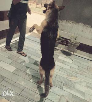 Pure German Shepherd Dog Fully Friendly