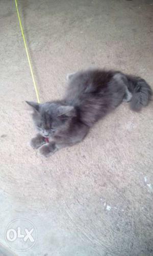 Pure Persian grey semi punch