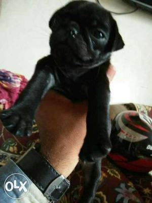 Pure Z black pug female 1 mnth..Full under nose