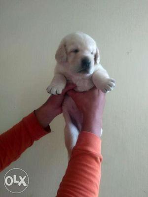 Pure bloodline quality labrador puppies for sale.