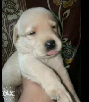Pure breed Labrador available serious byer can