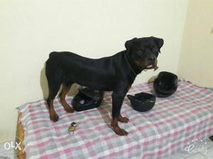 Pure breed heavy boned healthy rottweiler of