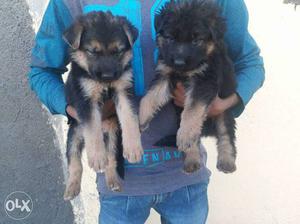 Pure good quality German Shepherd puppies