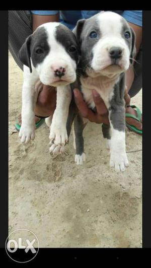 Pure pitbull pups