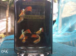 Quality golden guppies breeding pair available