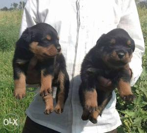 ROTTWEILER top quality breeds available all over