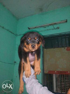 Rott wieler puppy pure original breed punch face