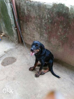 Rottweiler female with kci sale or exchange with