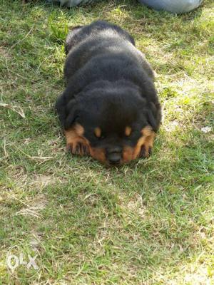 Rottweiler pup femal grewal line