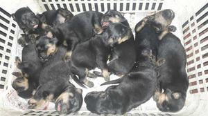 Rottweilers puppies... Pure