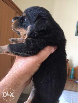 Rottwieler male pup 22 days