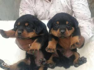 Rottwiler and labrador puppies for sale..