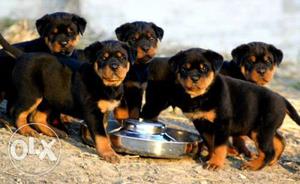 Rottwiler puppys