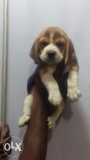 Show quality beagle puppies available at Jaipur
