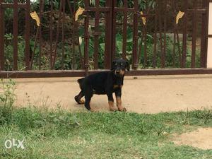Show quality dog doberman male puppy available contact