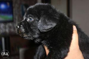 Show quality imp line lab pups for mother father