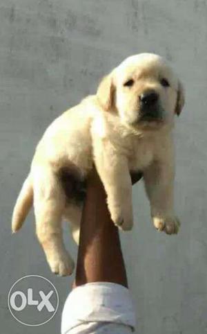 Show quality lab puppies available we sale all