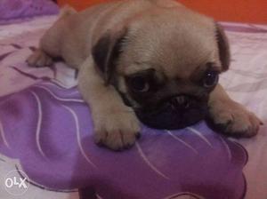 Show quality pug female puppy sale 2 month old 2