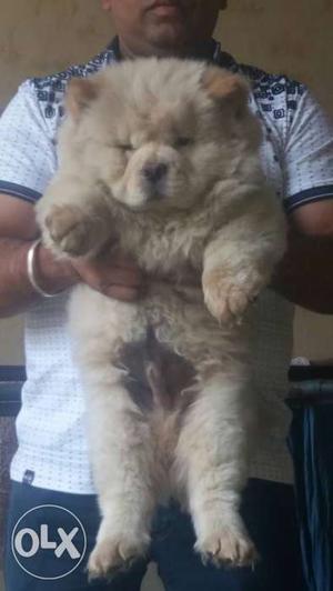 Show quality white CHOW CHOW male puppy 2 MONTH old healthy