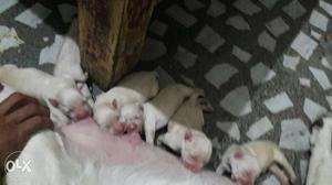 Six White-and-brown New Born Puppies