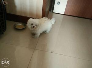 Snow white Maltese puppy available for genuine