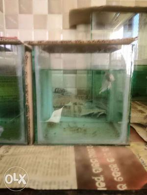 Suitable aquarium for all betta fishes