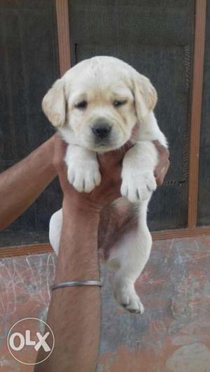 Super quality healthy Labrador puppies available