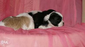 Super quality lhasa apso puppies available for ur