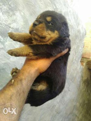 Superb Rottweiler heavy puppies available at