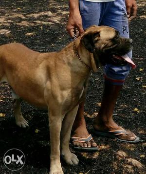 Tan BullMastiff