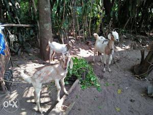 Three Brown And White Goats